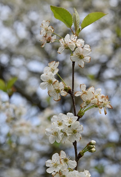 shrub flower, small white flowers, spring-flowering