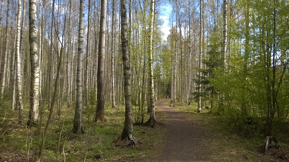 forest, spring, birch grove