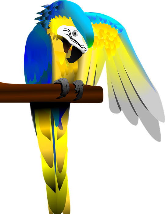 blue and gold macaw, parrot, macaw