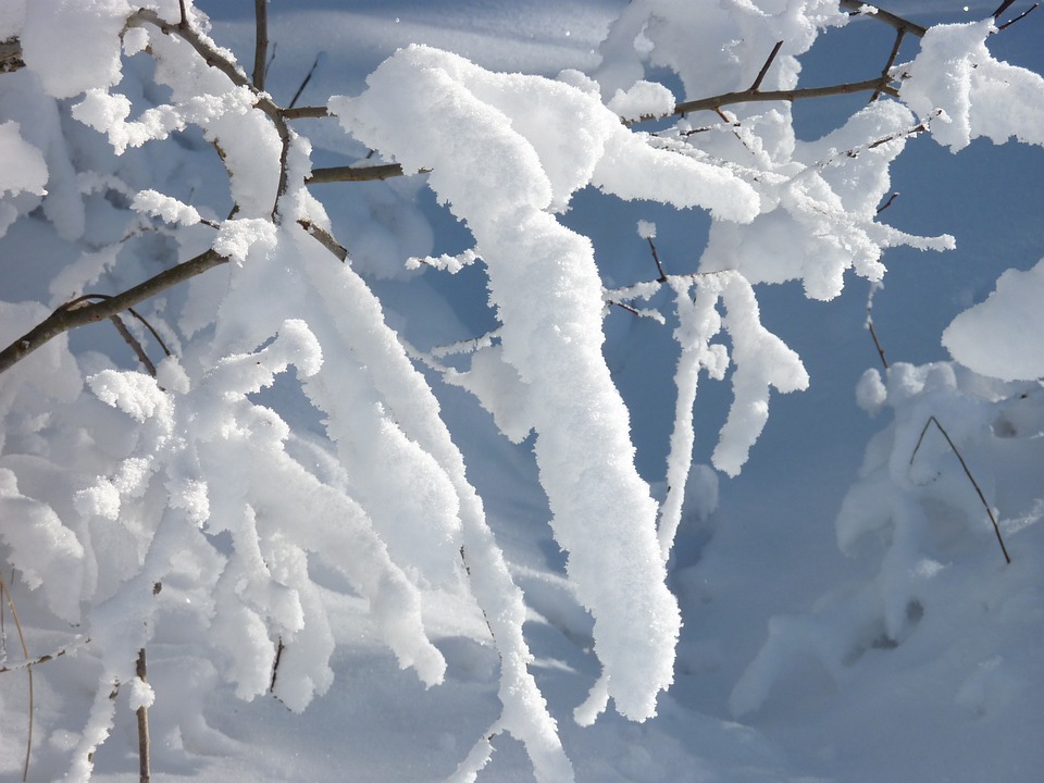 snowy, snow, branch