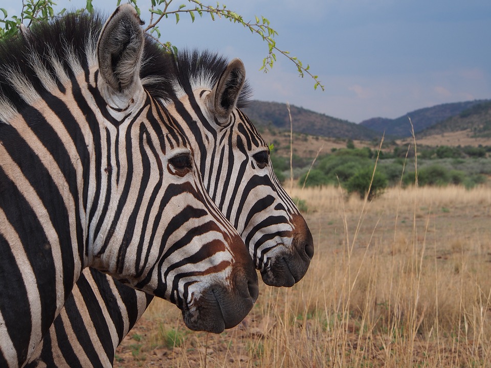 zebra, national park, safari