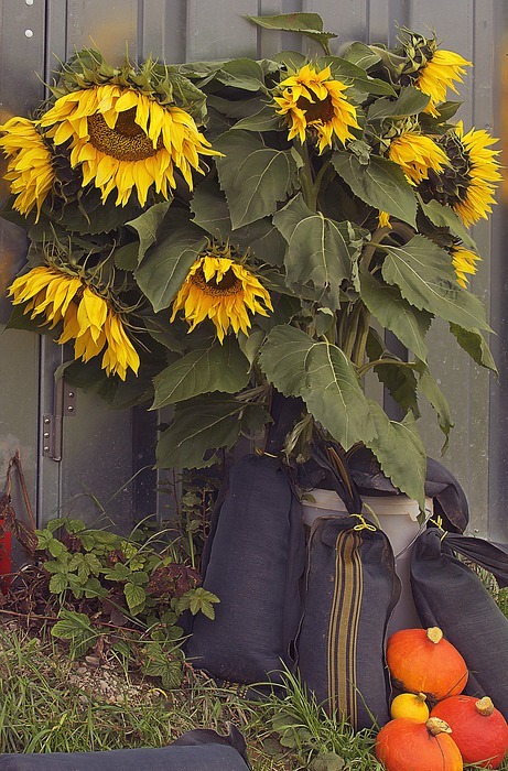 sunflower, flower, pumpkin