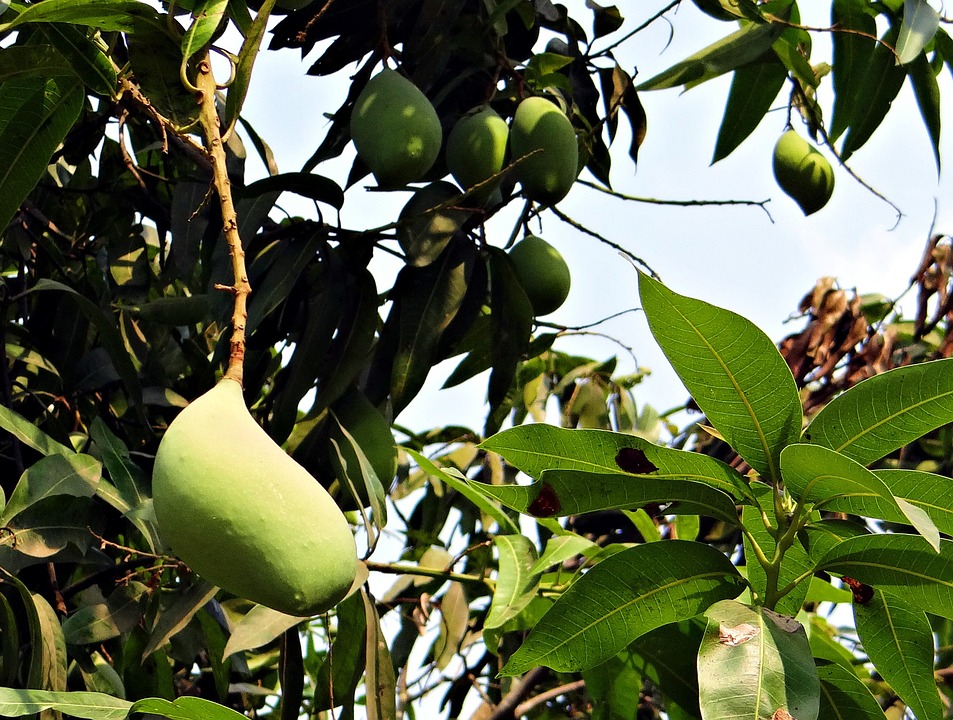 mango, totapuri, high-yield