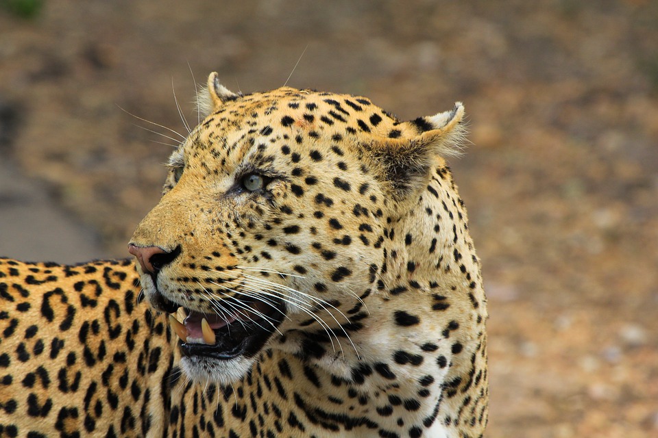 leopard, south africa, safari