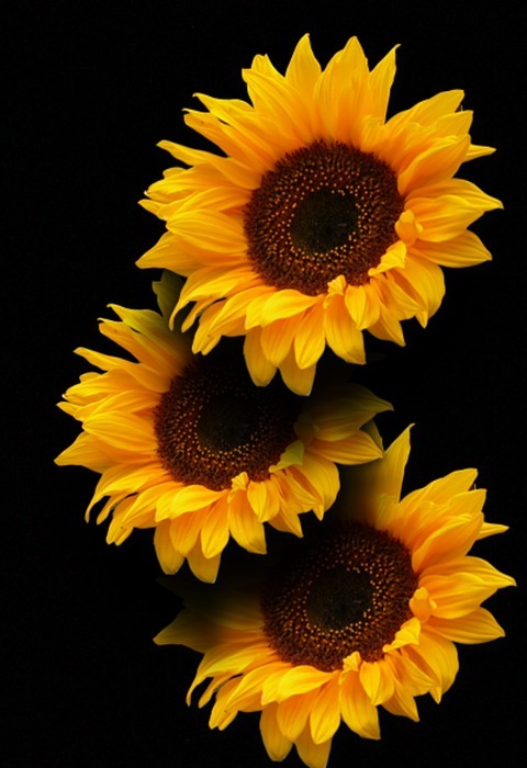 sunflower, blossom, bloom