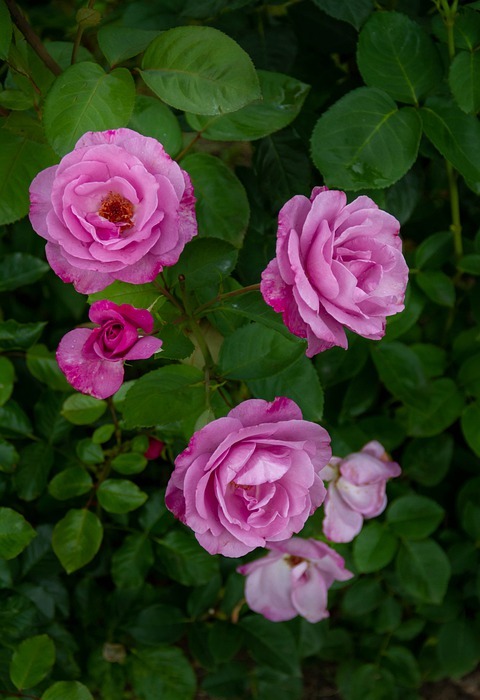 flower, roses, pink