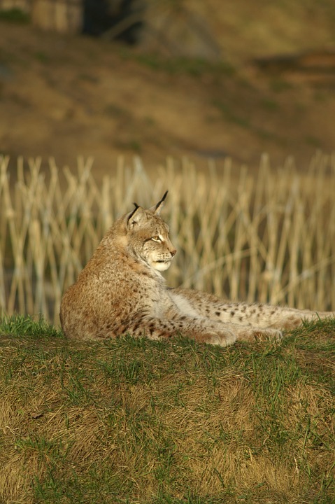 lynx, wildcat
