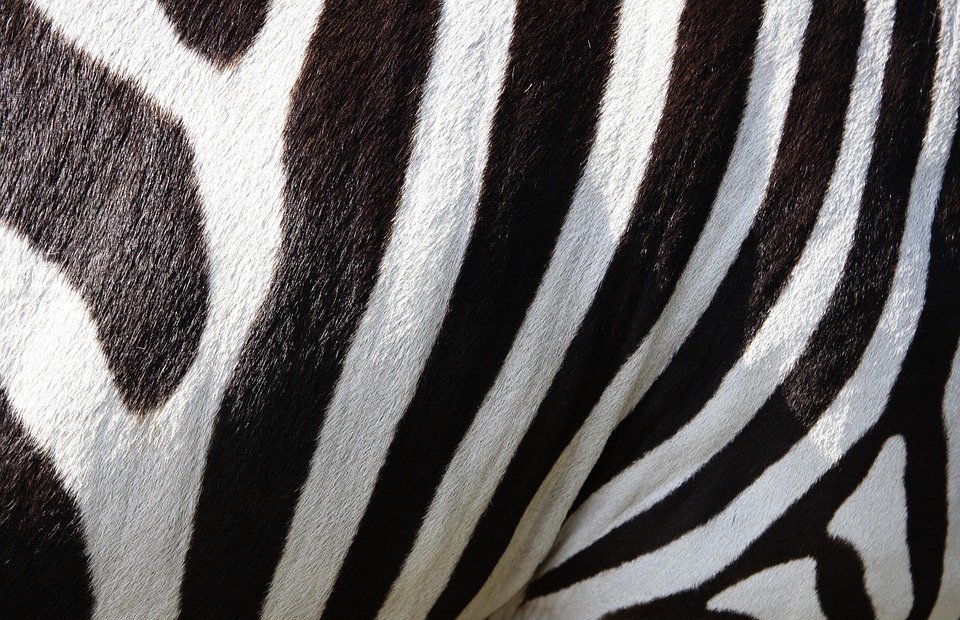 animals, zebra, crosswalk