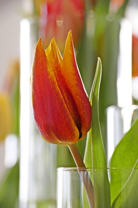 tulip, spring bouquet, blossom