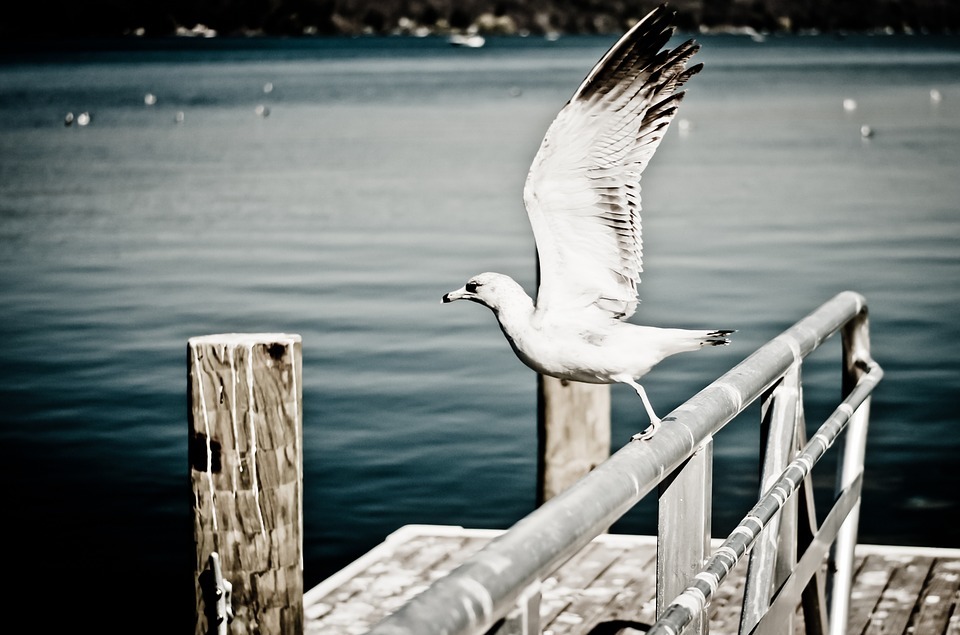 seagull, gull, bird