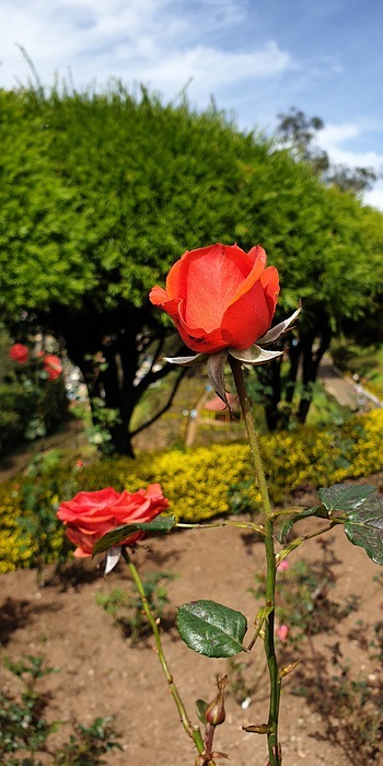 orange rose, two roses, romantic