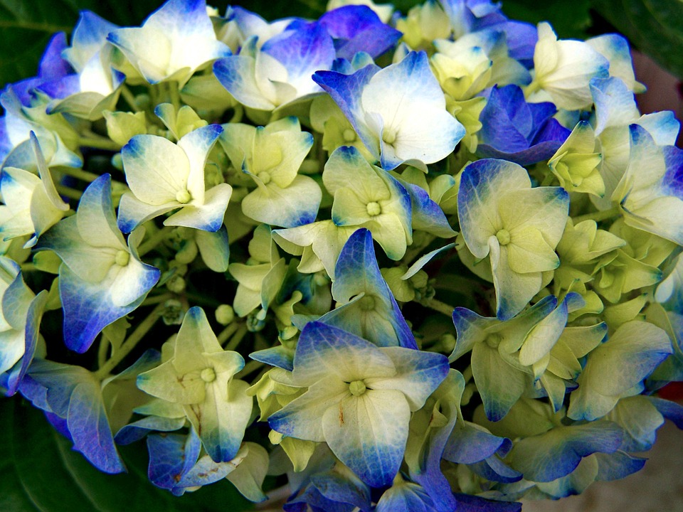 hydrangea, flower garden, light blue