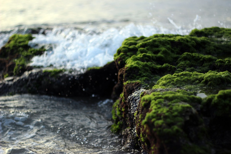 stones, moss, water