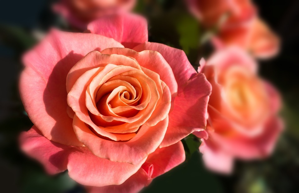 rose, miss piggy, bouquet