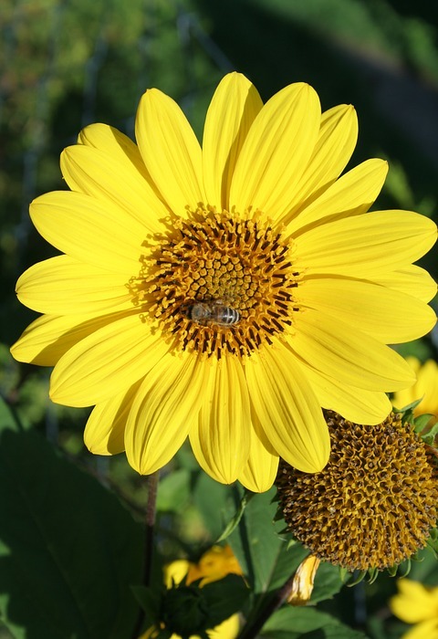 sunflower, yellow garden, flower garden