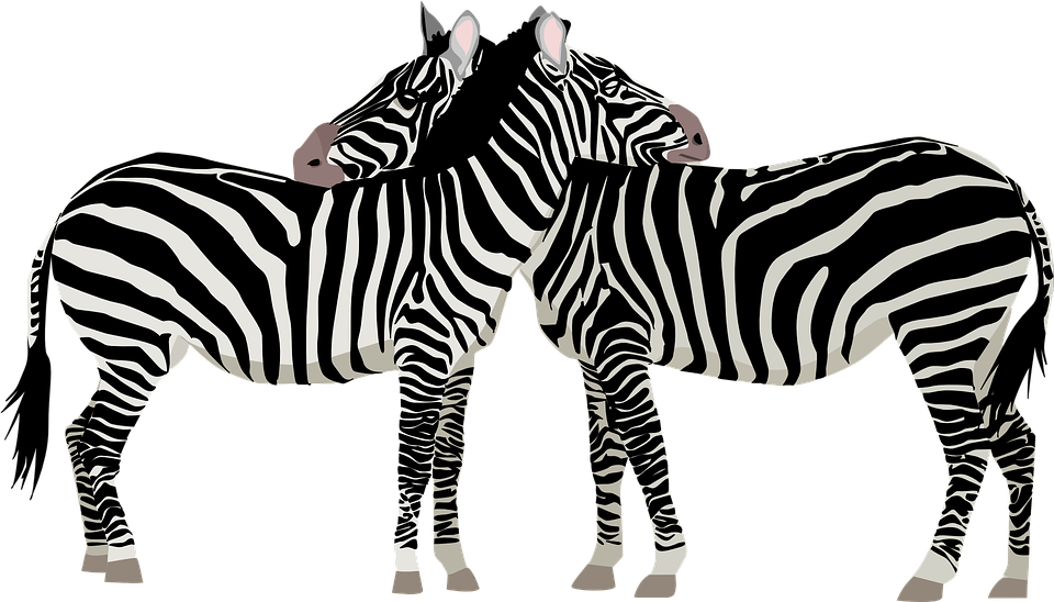 zebras, africa, safari
