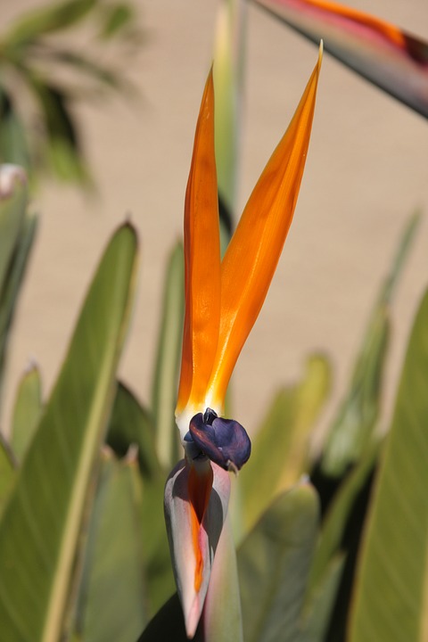 caudata, orange, bird of paradise flower