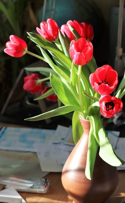 tulips, spring, sunshine