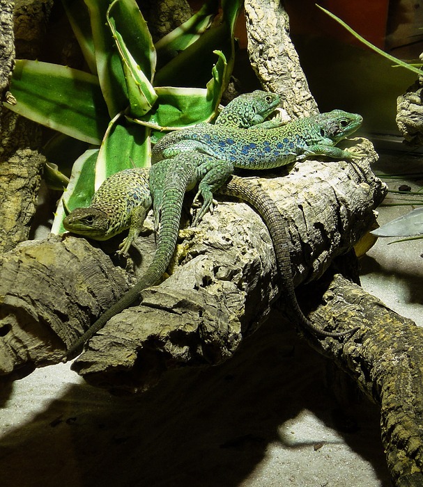reptile, lizard, green