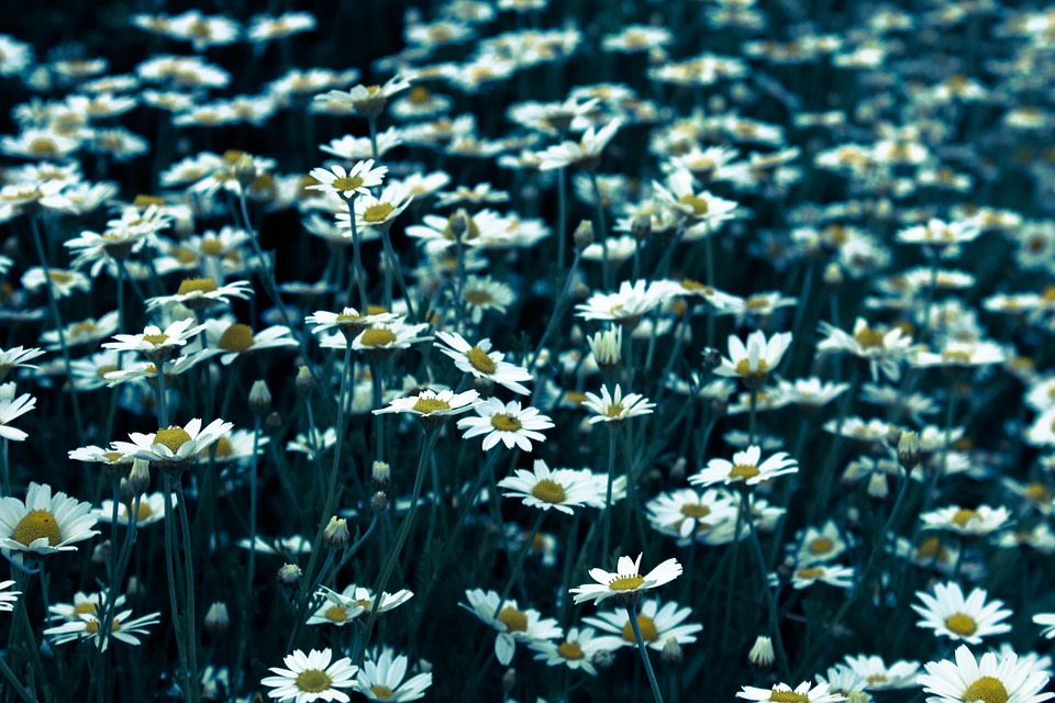 daisy, daisies, flowers