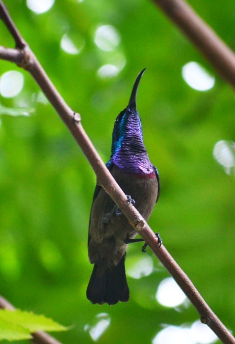 humming bird, male bird, colorful bird