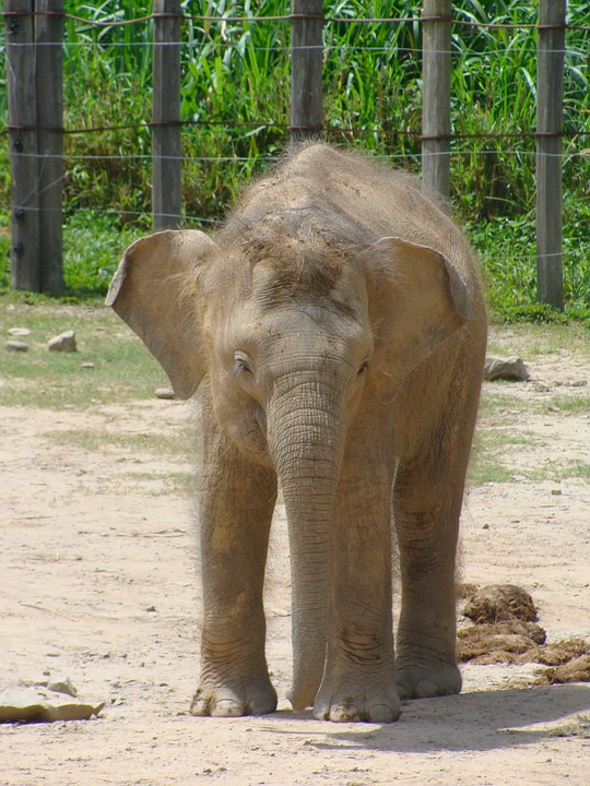 baby elephant, zoo, mammals