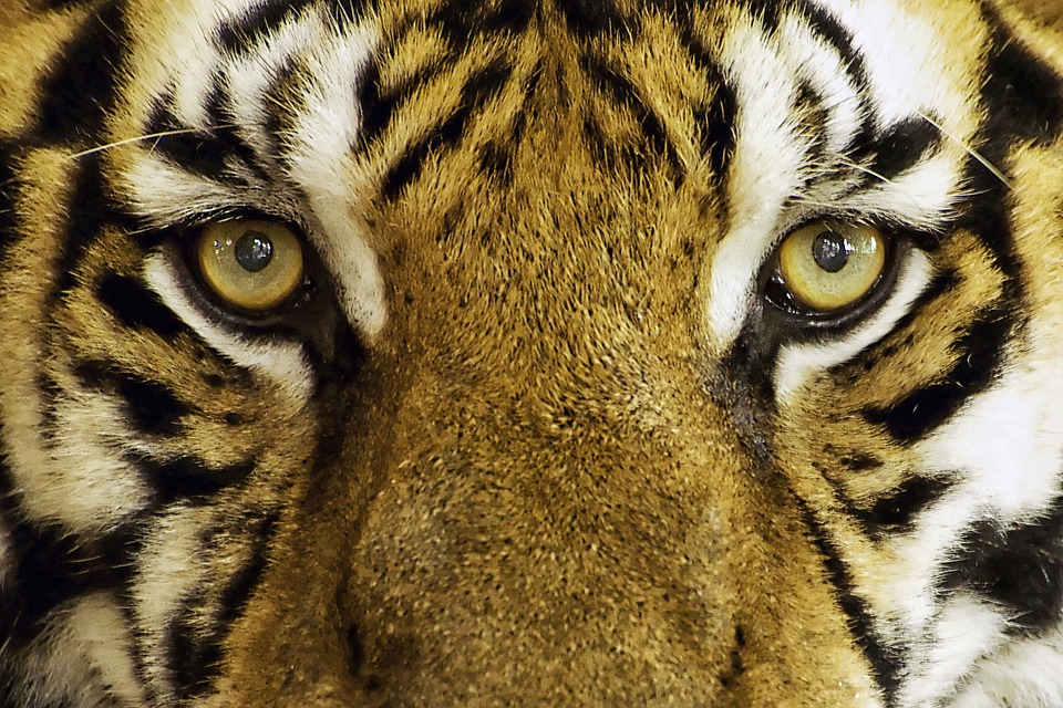 tiger, feline, wild