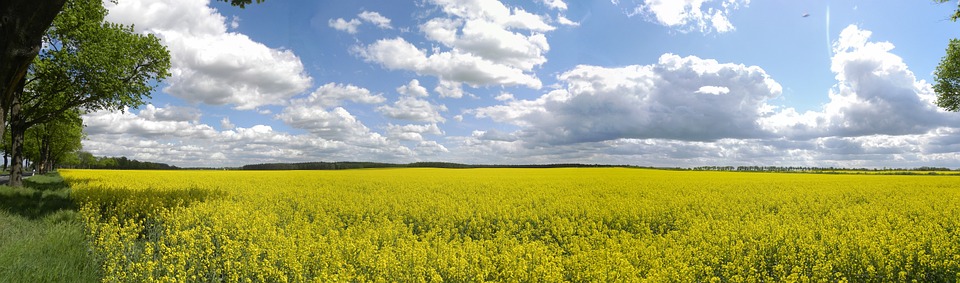 field of rapeseeds, spring, panorama