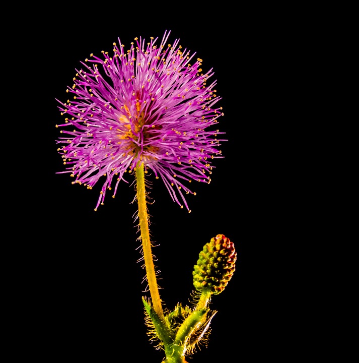 small flower, flower, purple pink