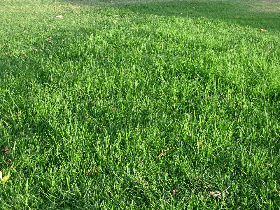 grass, green, texture