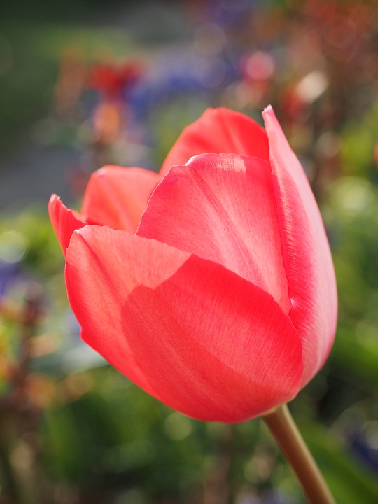 tulip, red, flower