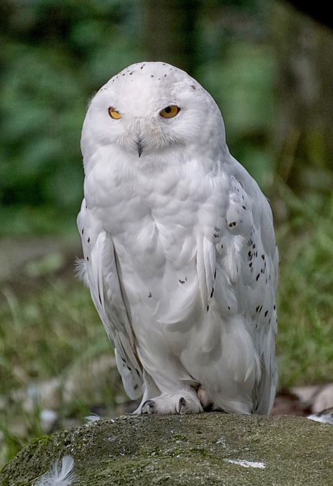 snowy owl, bird, perched