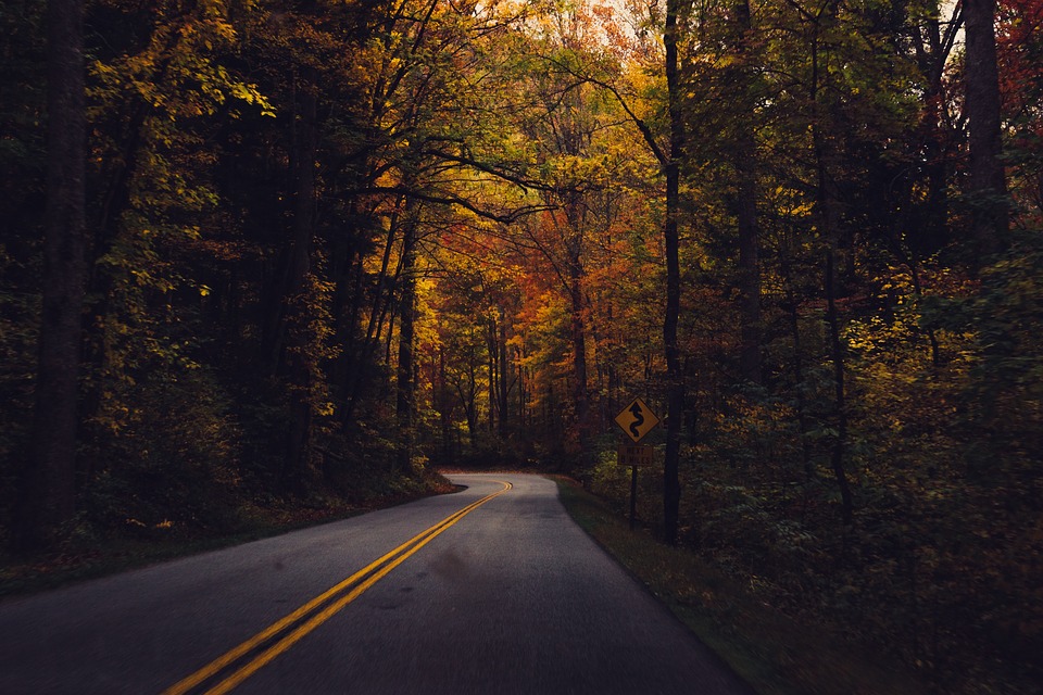 country road, forest, road