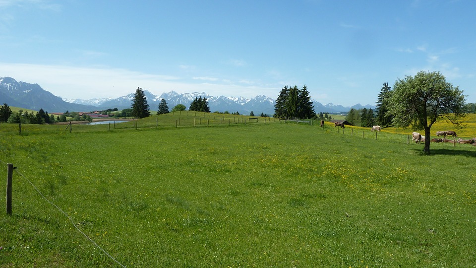 spring, allgäu, meadow