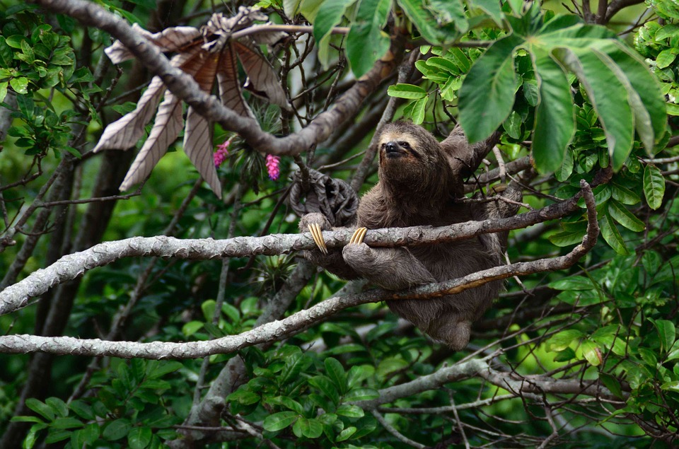 nature, animal, sloth