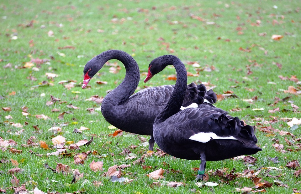 black swans, swans, black