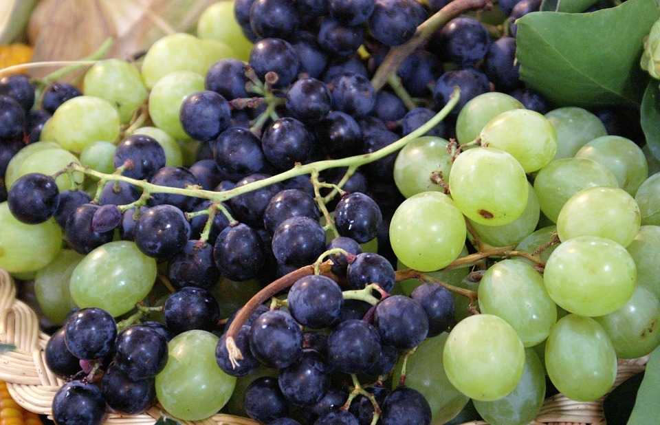 grapes, thanksgiving, winemaker