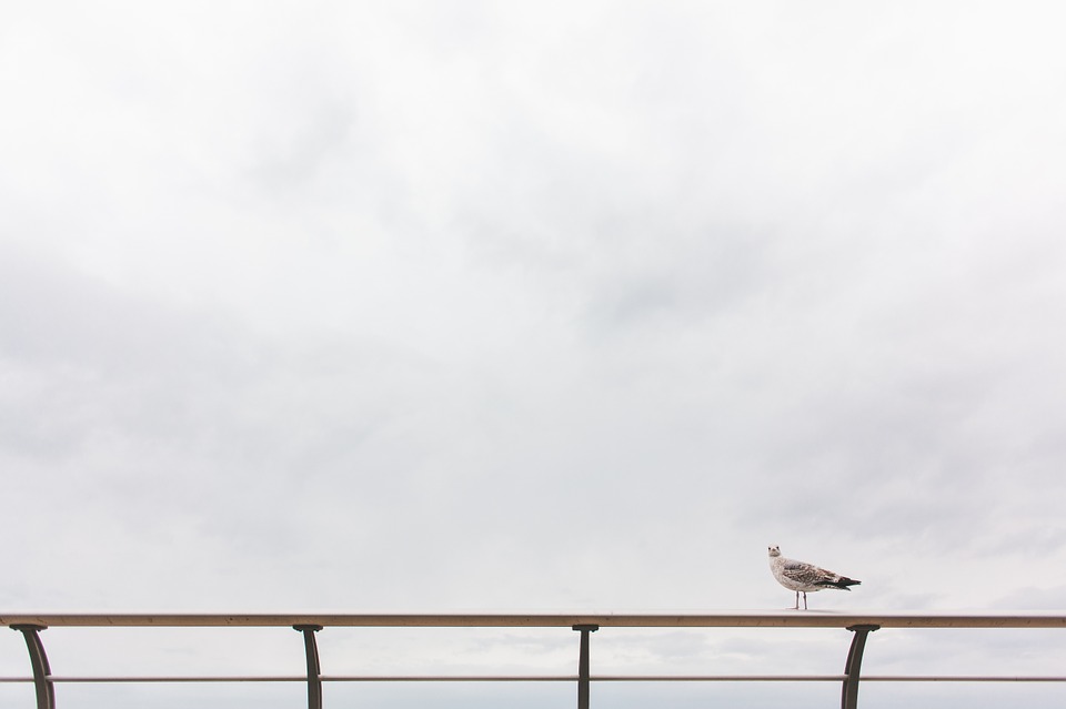 seagull, bird, sitting