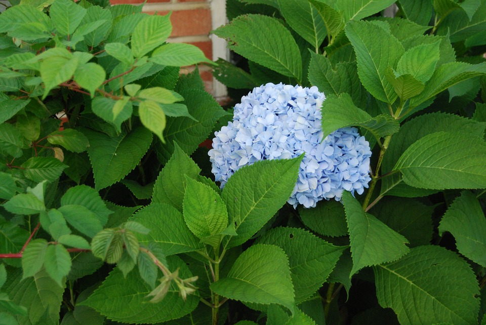 hydrangea, blue hydrangea, cluster