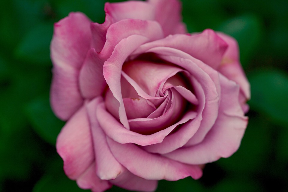 rose, pink, nature