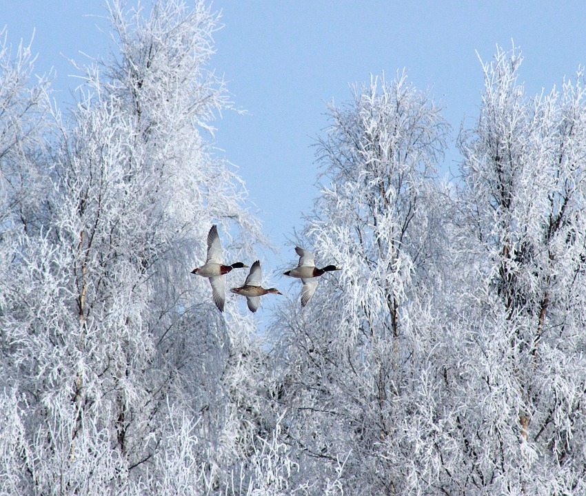 winter, birds, geese