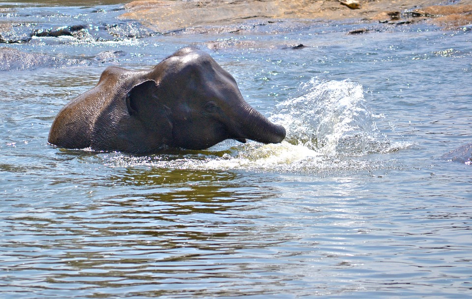elephant baby, playing in water, river