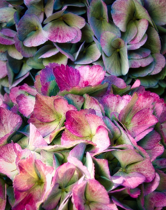 hydrangea, flowers, bright