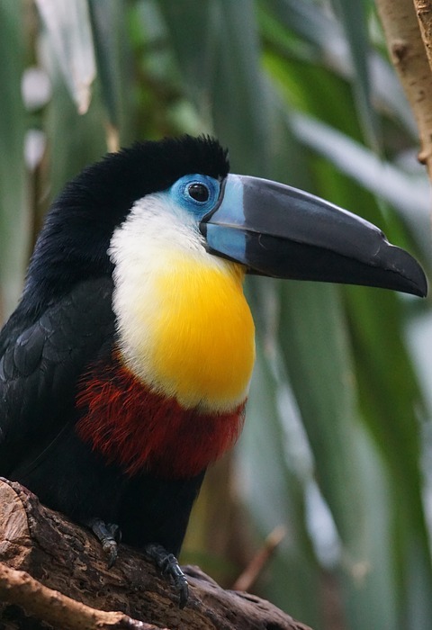 toucan, bird, animals