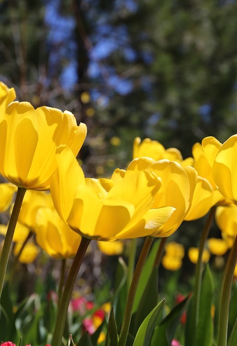 tulip, spring, nature