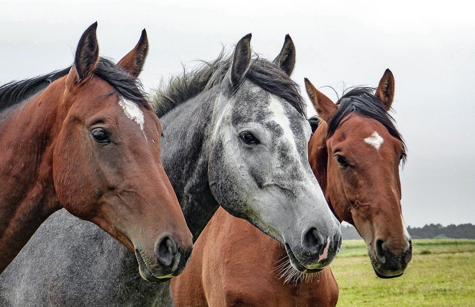 horses, horse head, animals