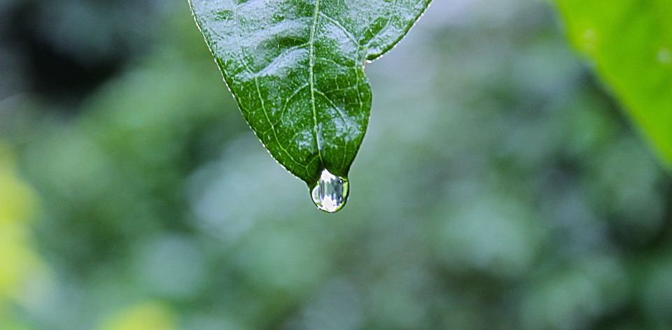 green, leaf, raining