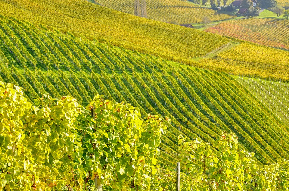 southern styria, wine, vine