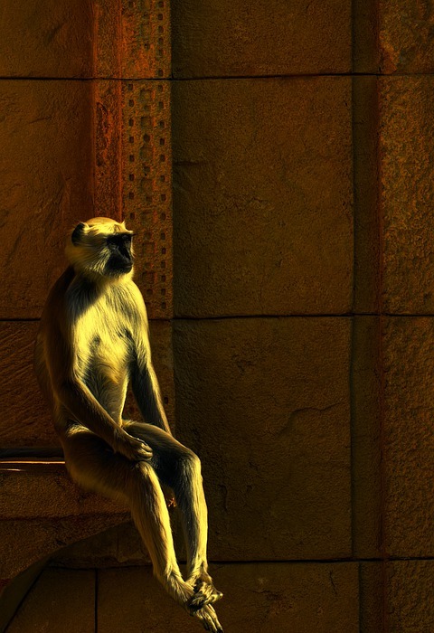 temple, monkey, nature