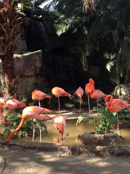 birds, flamingos, flock
